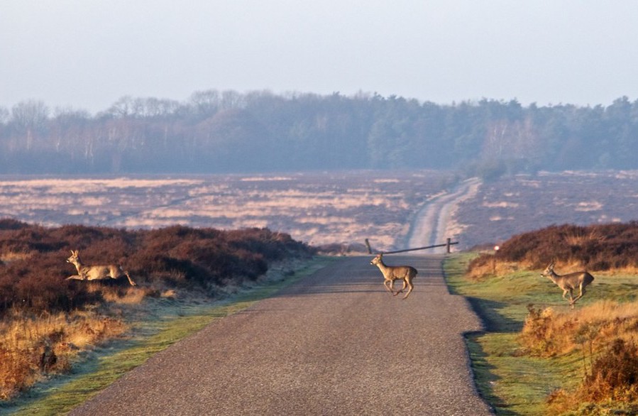 vakantie op de veluwe